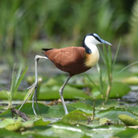 African Jacana